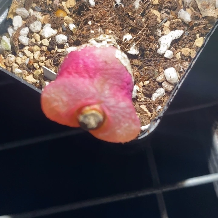 猪***622286一个一个一个