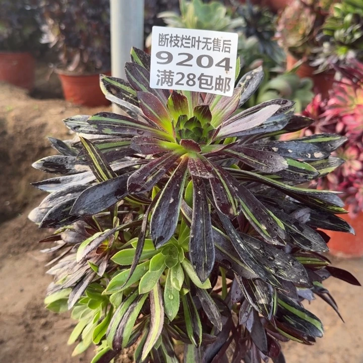 ?****?9204二号棚水墨丹青B