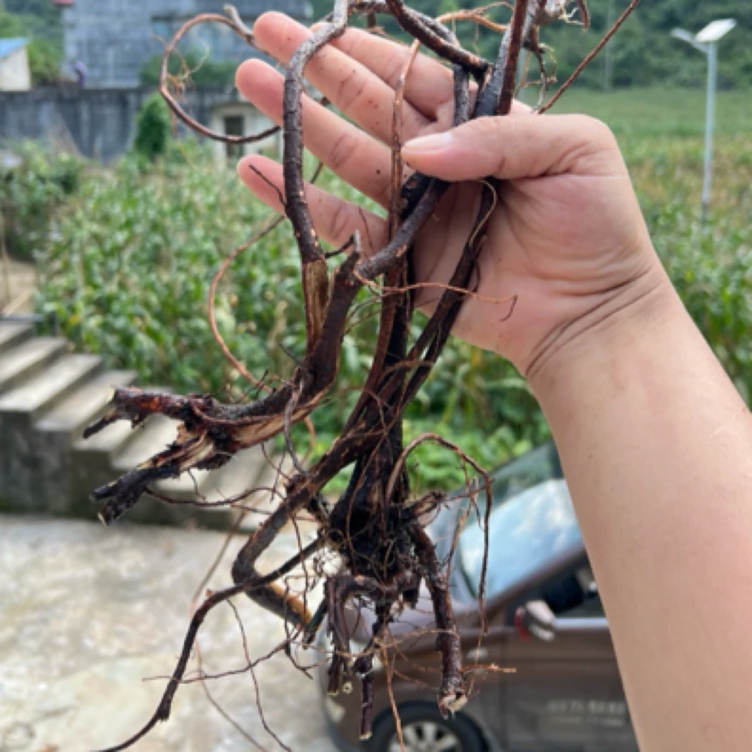 野生千斤拔 过山风原色现挖大山新货干货搭配 枸杞