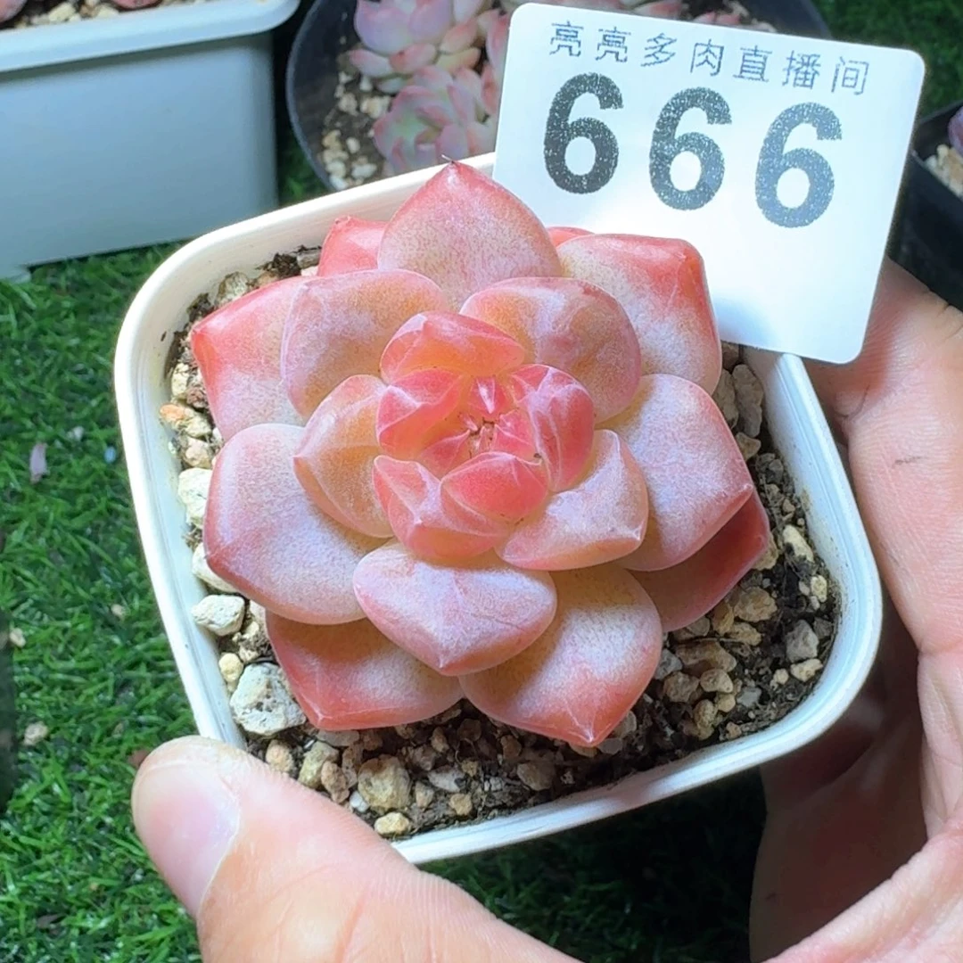 灯芯琥珀            精美多肉植物