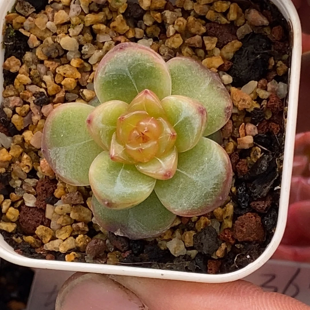 天官赐福百无禁忌