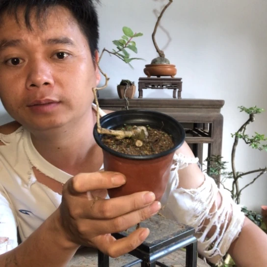 无花朵盆景盆栽植物(不包成活率)