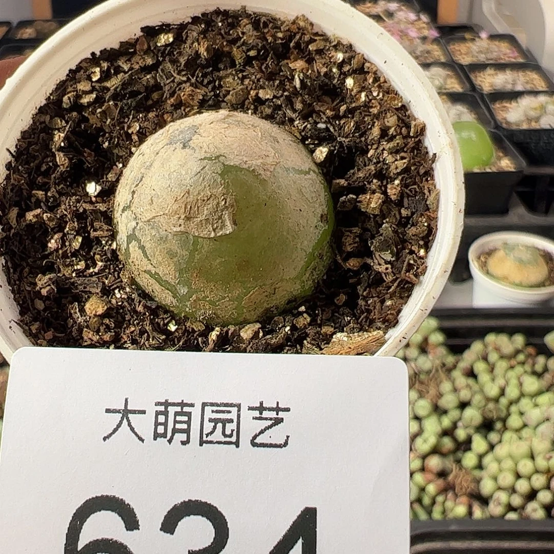 一物一拍带盆土发。  634