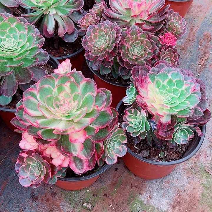 万花筒多肉植物大战