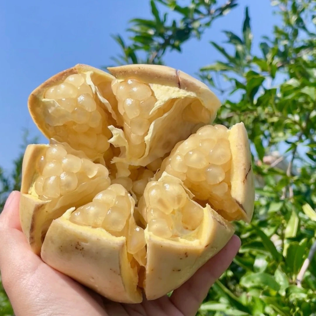 怀远白石籽石榴新鲜水果薄皮香甜多汁滋补佳品10斤礼盒装