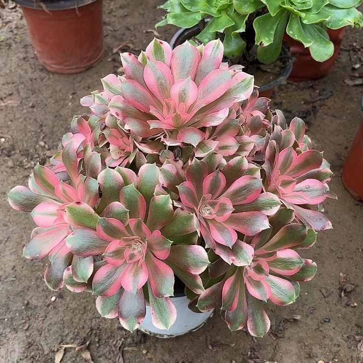 多肉植物法师香妃3