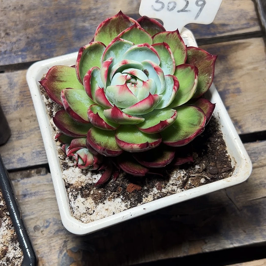 琪***儿惊鸿仙子一物一拍5029号