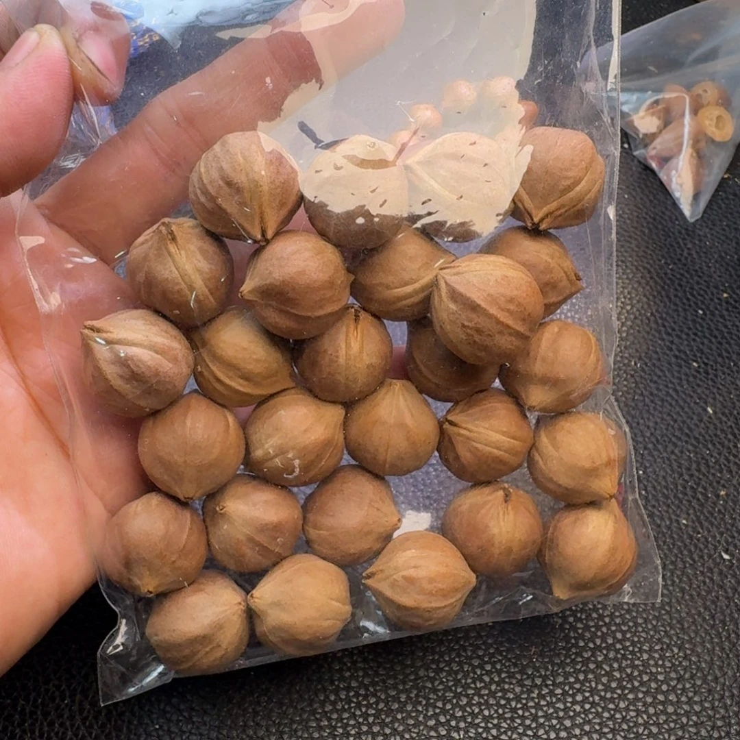 壹***贰手串/手链橄榄核1