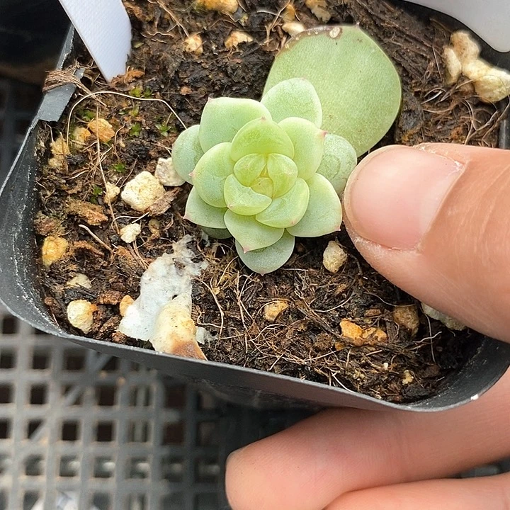 标签566甜心芽y1一个多肉