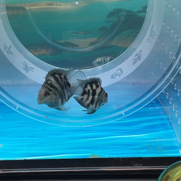 海水鱼迷你鹦鹉鱼