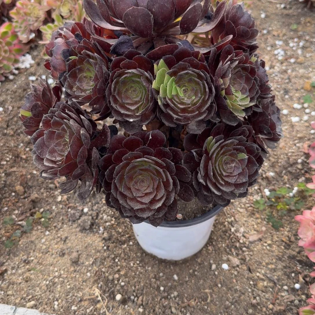 859黑美人 多肉植物