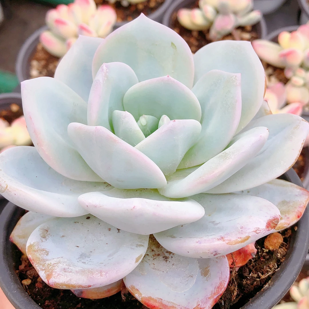 多肉植物  大单头母本奶茶一颗（叶展9左右）满28包邮除偏远