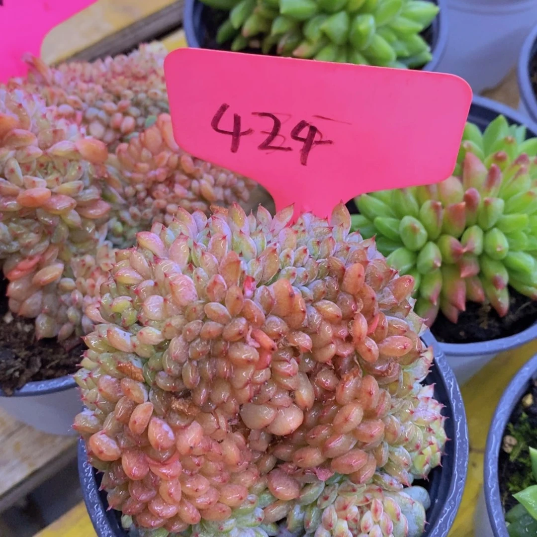 双十一专场活开始了