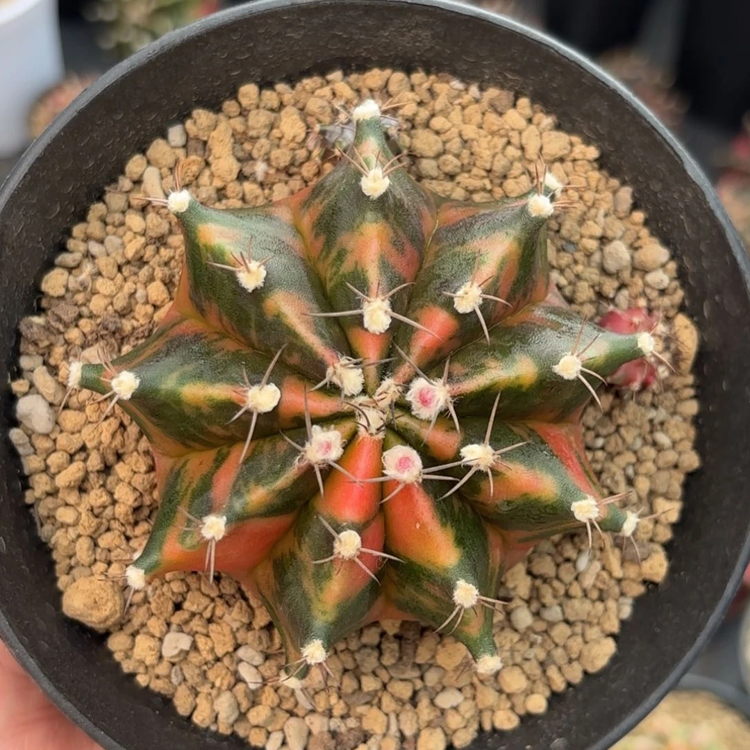 泰系米哈仙人球600