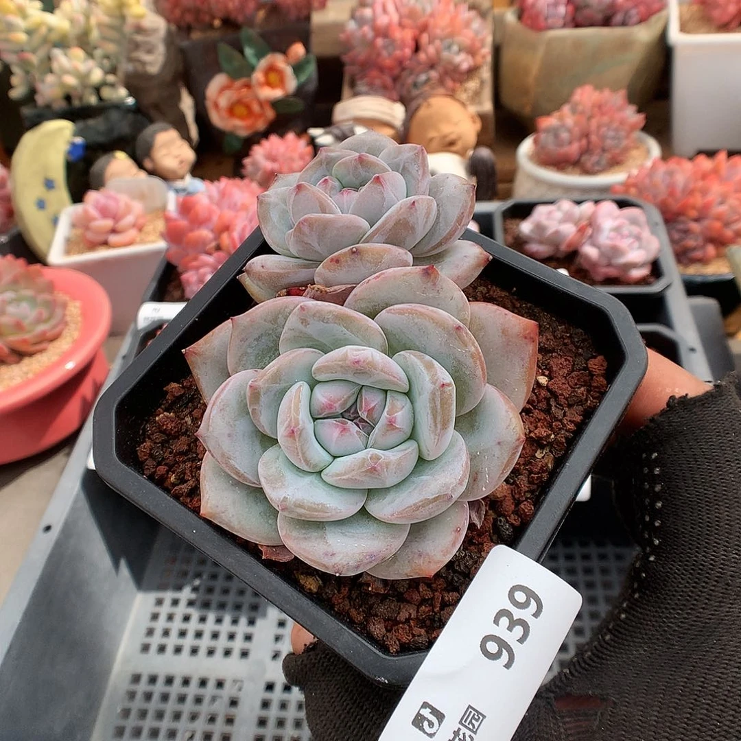 939星影多肉植物66666