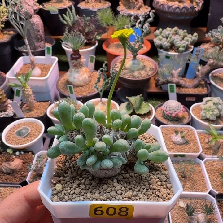 卡拉菲厚墩菊608 仙人球