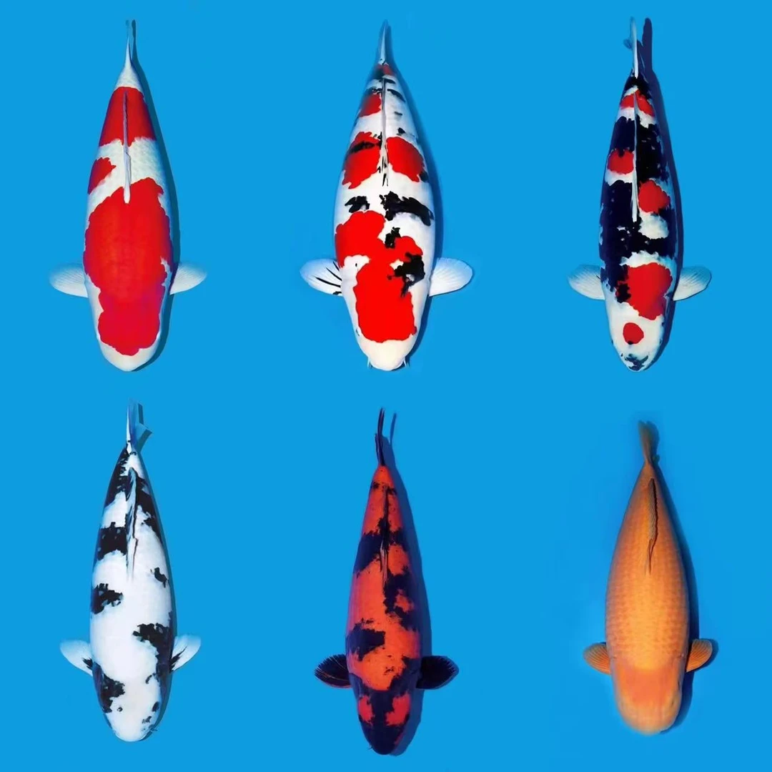 血统锦鲤鱼苗冷水观赏鱼2-4公分红白大正昭和白写非写介子单顶