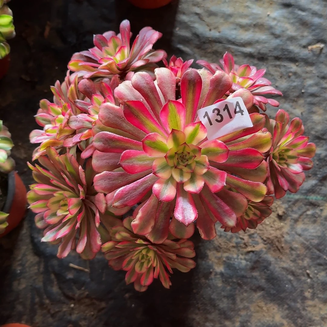 1314月蝉44冠服24.5左右不周正