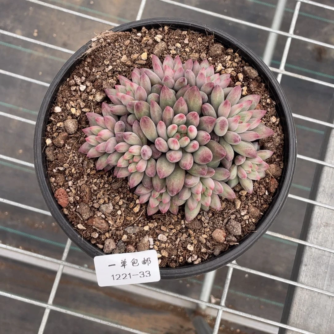 乐***刘1221-33虞美人，，，，，，，，