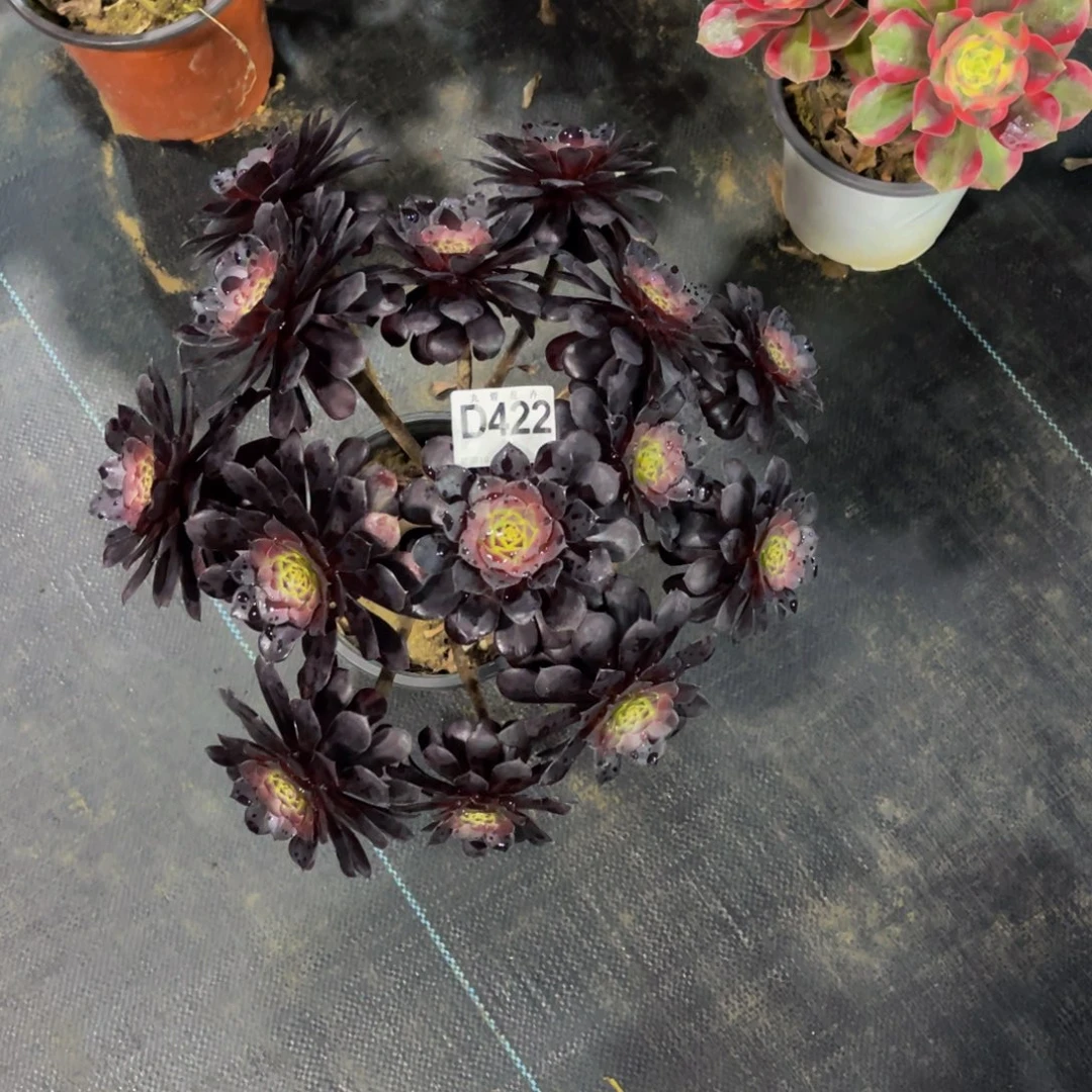 师***太42200换黑铜壶一颗