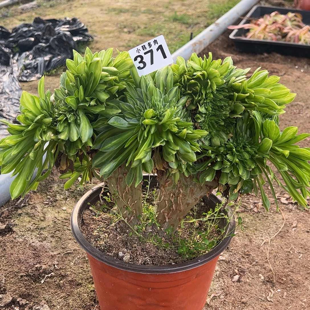 371夜光杯缀化一颗