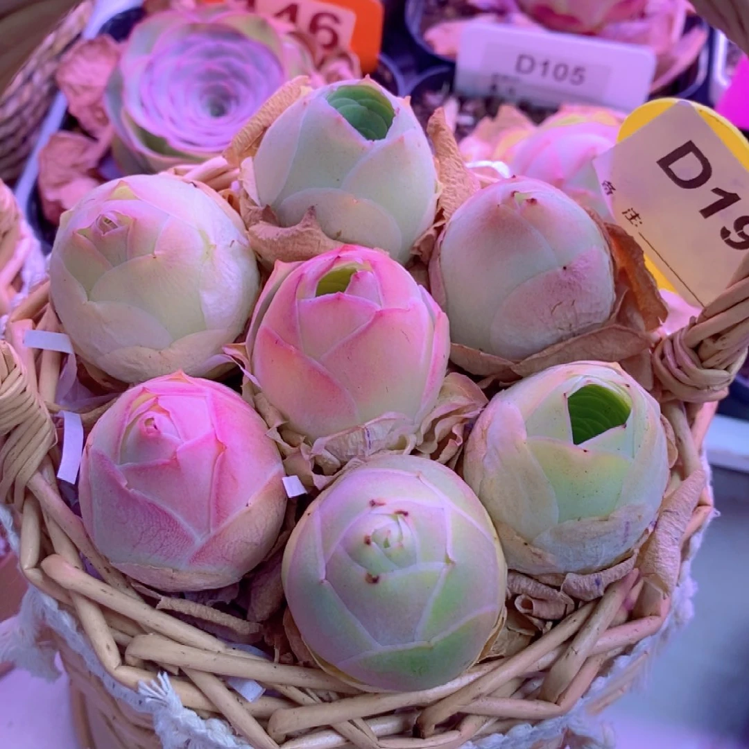 无花朵D196山地玫瑰花篮