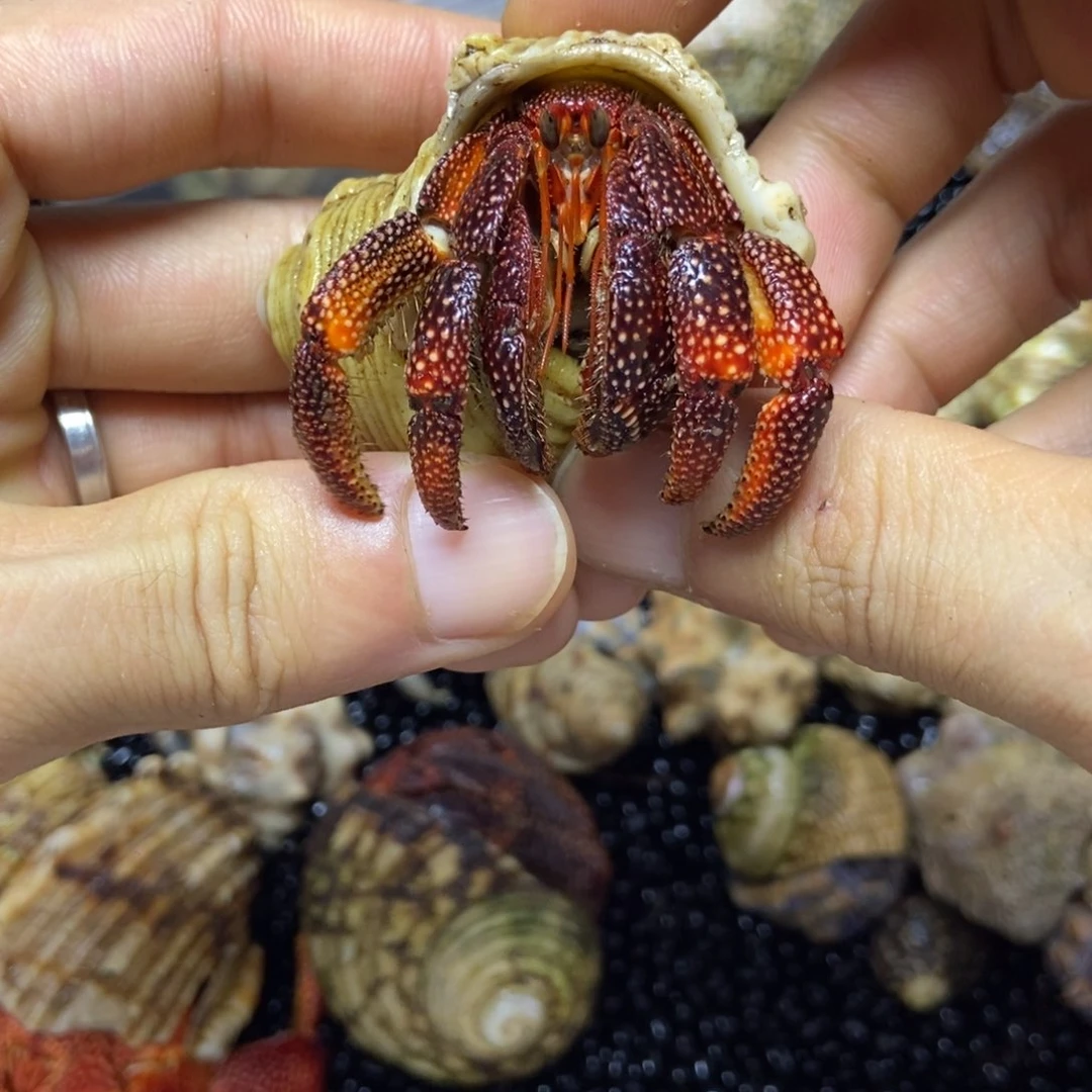 5号2.5黑梅寄居蟹