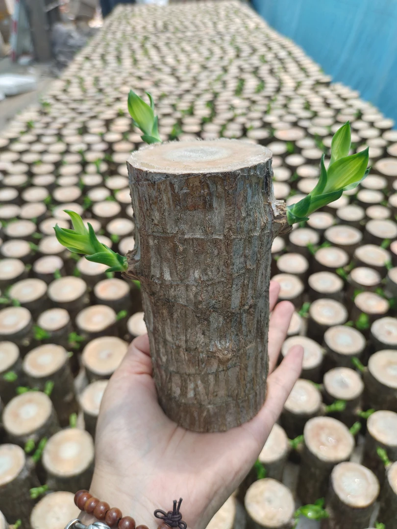 15厘米高带芽巴西木（小时光花卉）粗6-7厘米三个芽