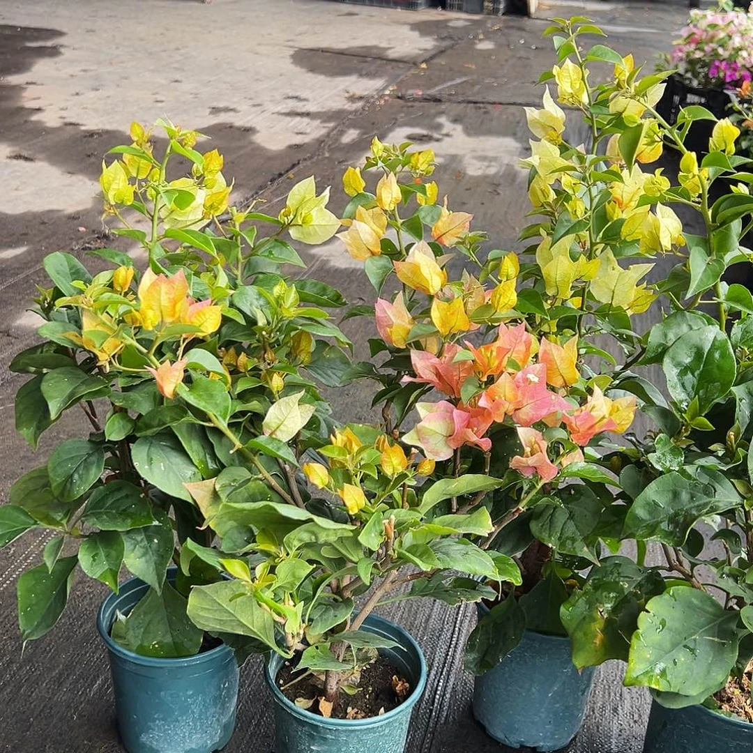 大部分花苞少量开放浅彩虹掌中宝一颗