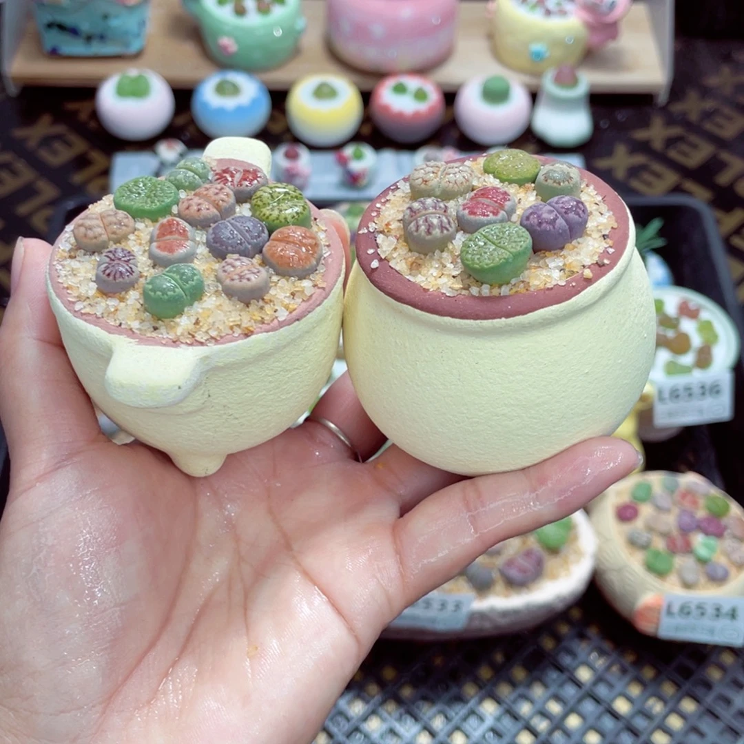 w6537 带盆土发货一物一拍