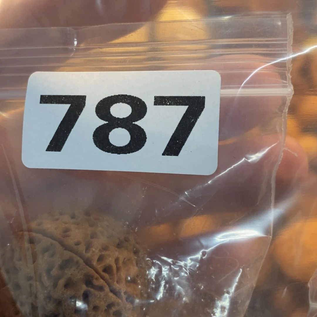 草珠菩提吊坠素****?文化交流