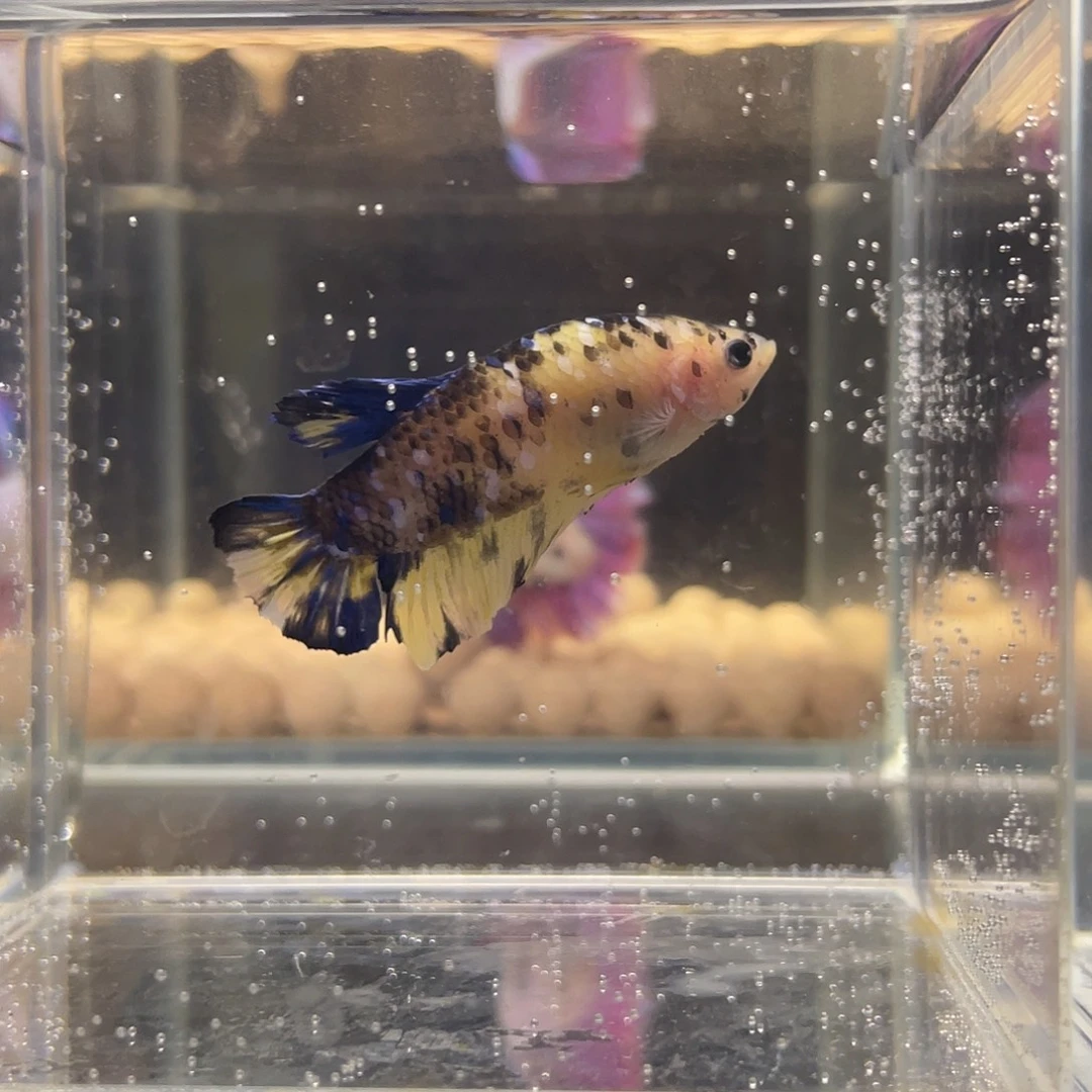 海水鱼可博101036