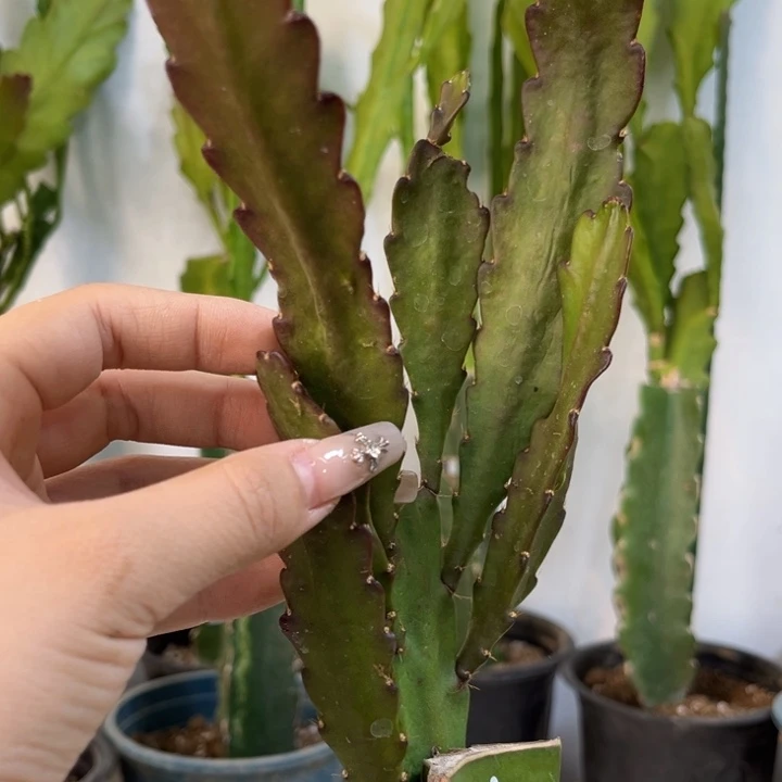 当前无花栽培后可以开花551