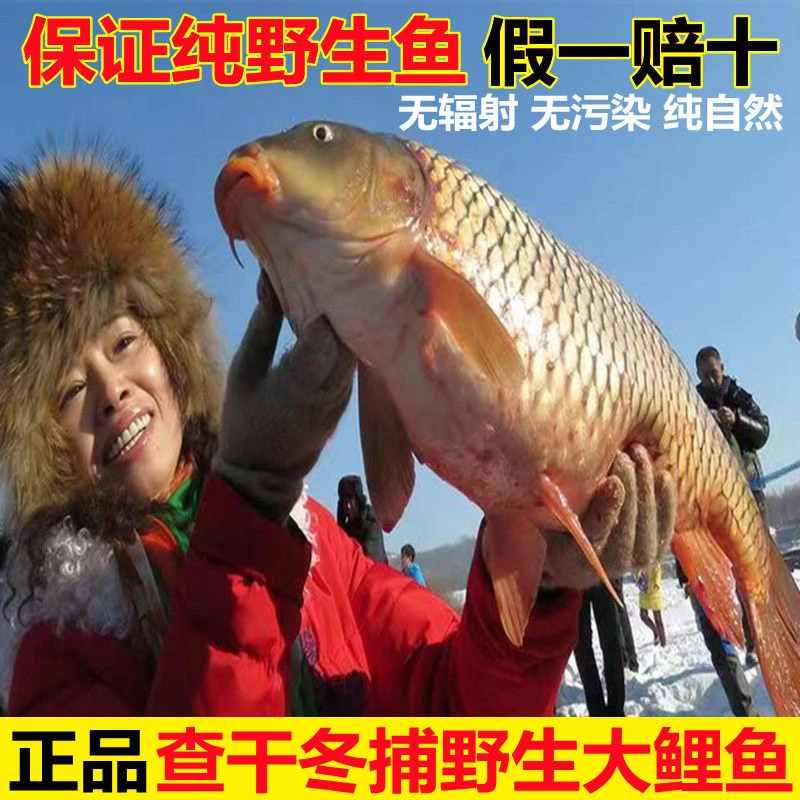 【纯冬捕大鲤鱼】查干湖冬捕大鲤鱼新鲜大鱼活鱼冷冻淡水鱼礼盒