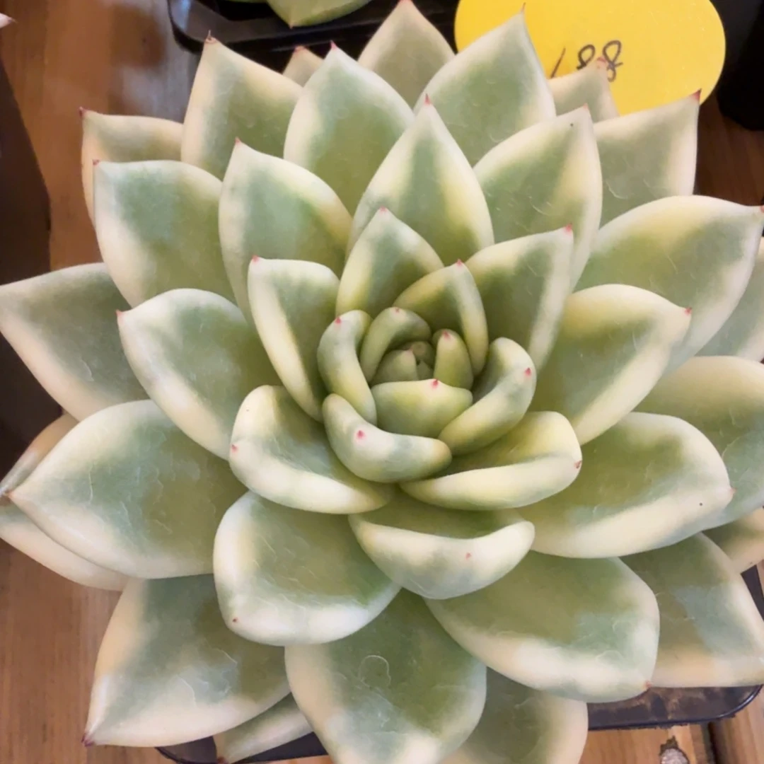 和牛 安吉园艺锦锦锦