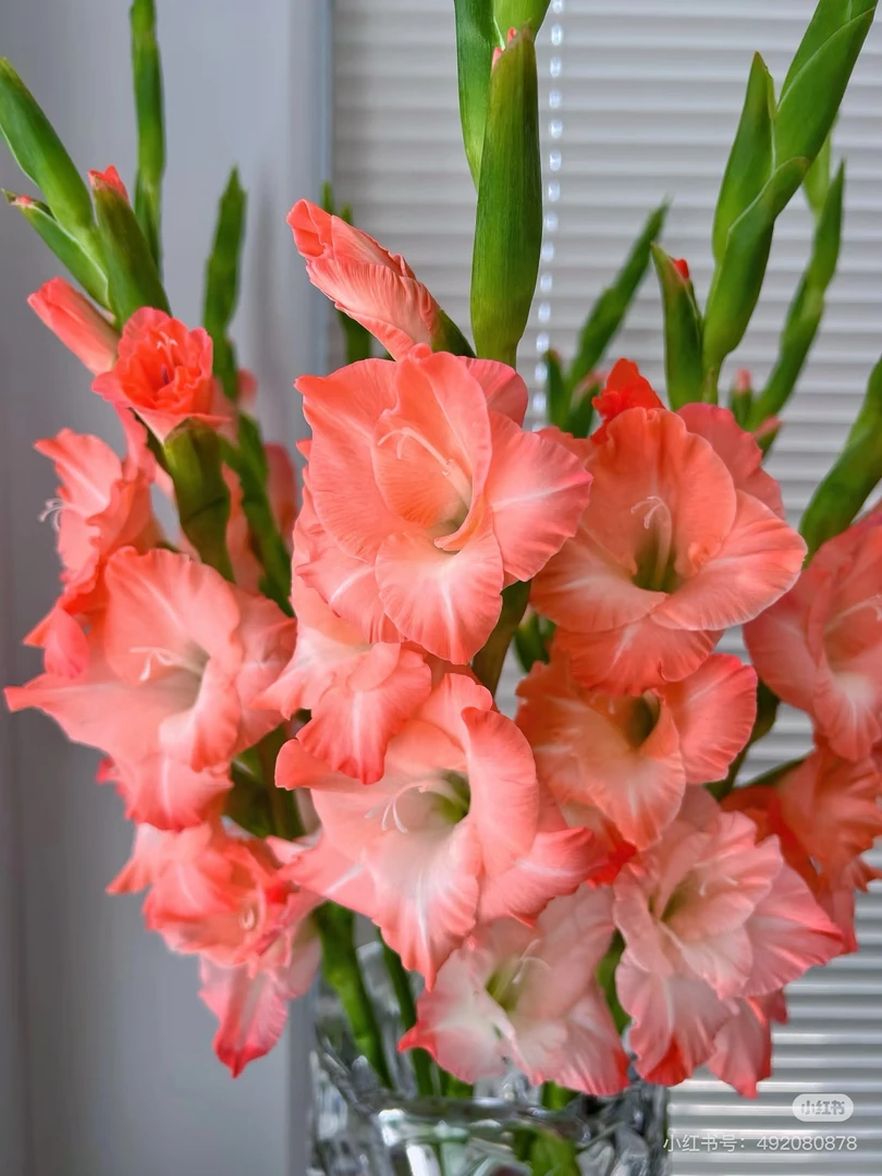 【弗拉优雅】进口种球8/10唐菖蒲/剑兰