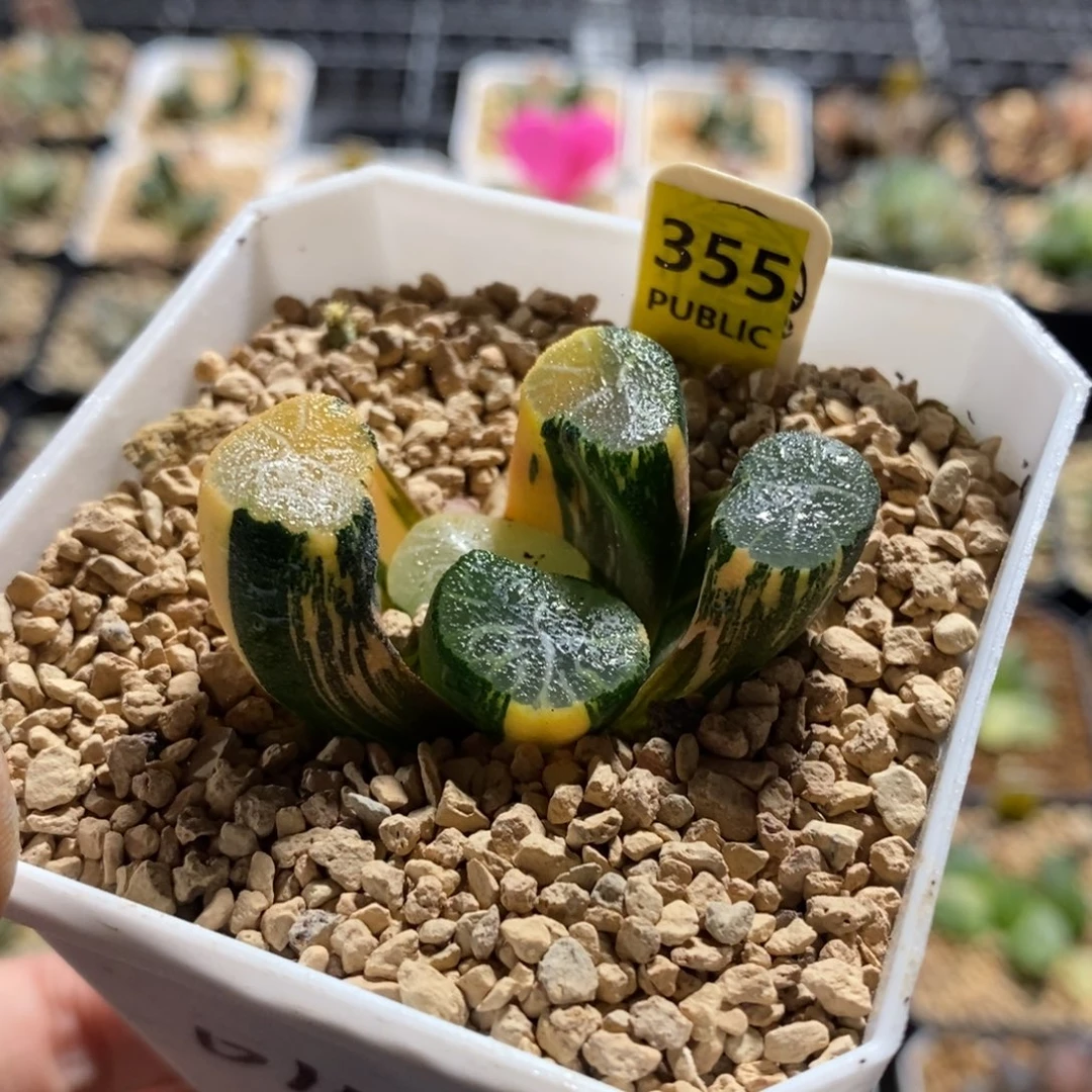 355白妙万象锦一物一图