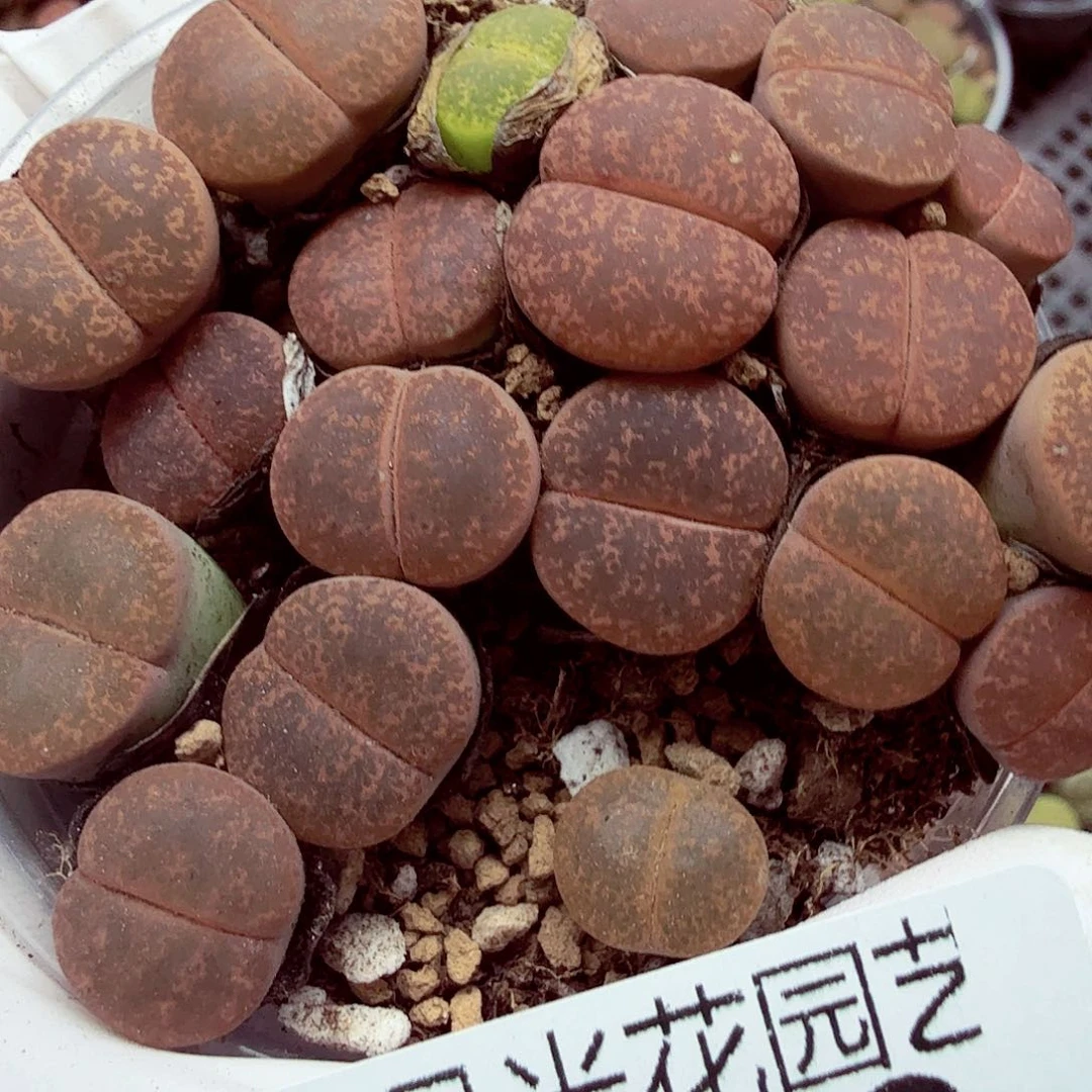 你要回来吃还是我们自己249