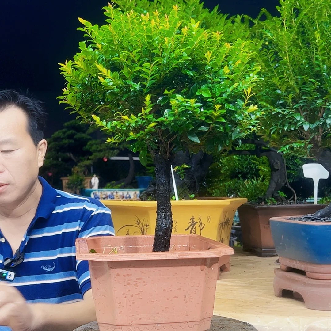 当前无花朵，栽培后可花朵小****）