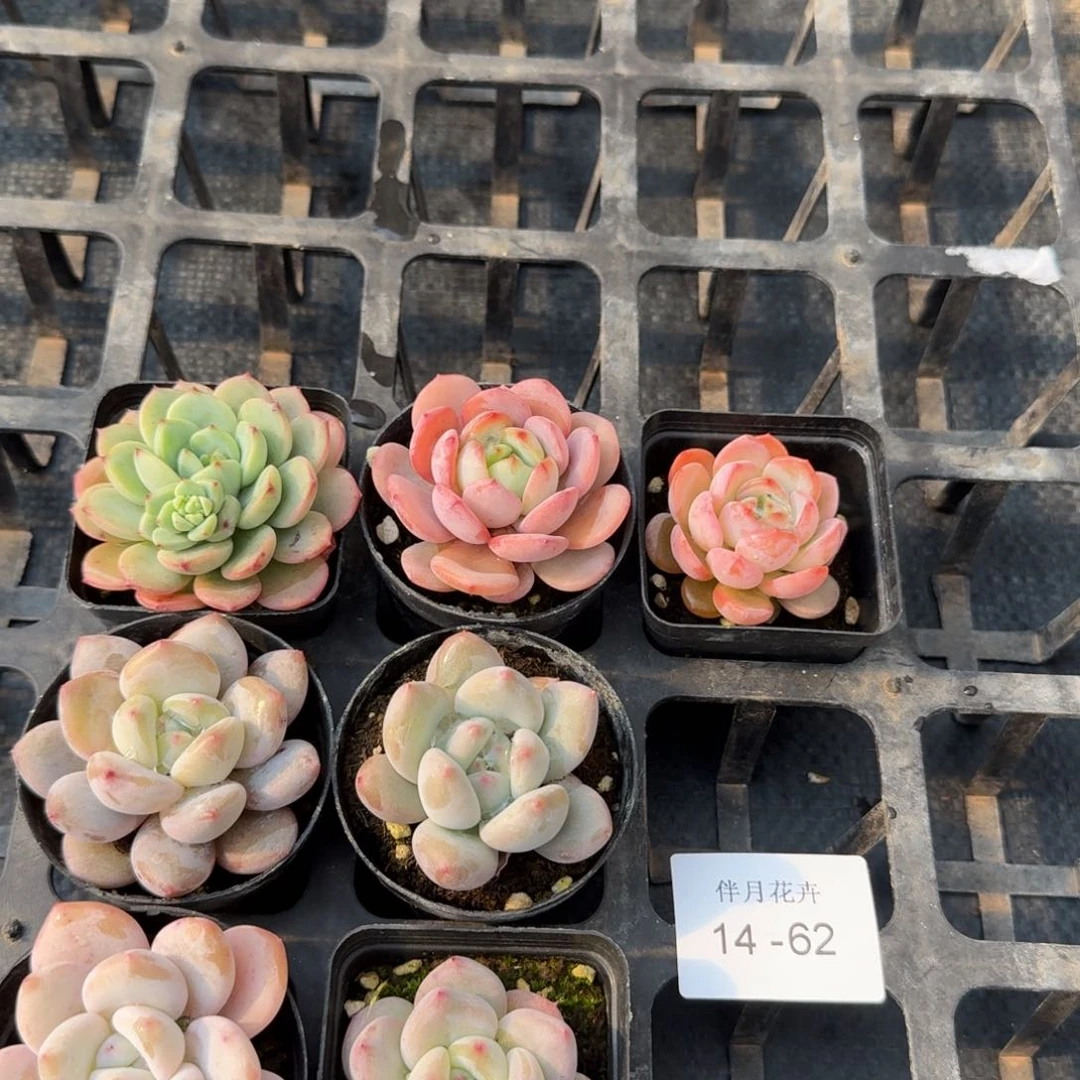 4种美人+三种傲霜杂交14-62