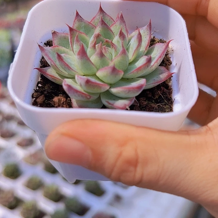 梦瑶带盆19包邮多肉