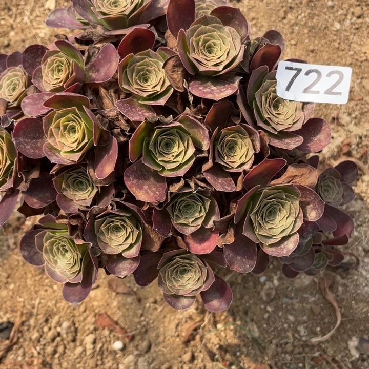 无花朵722多肉植物魅金玫瑰