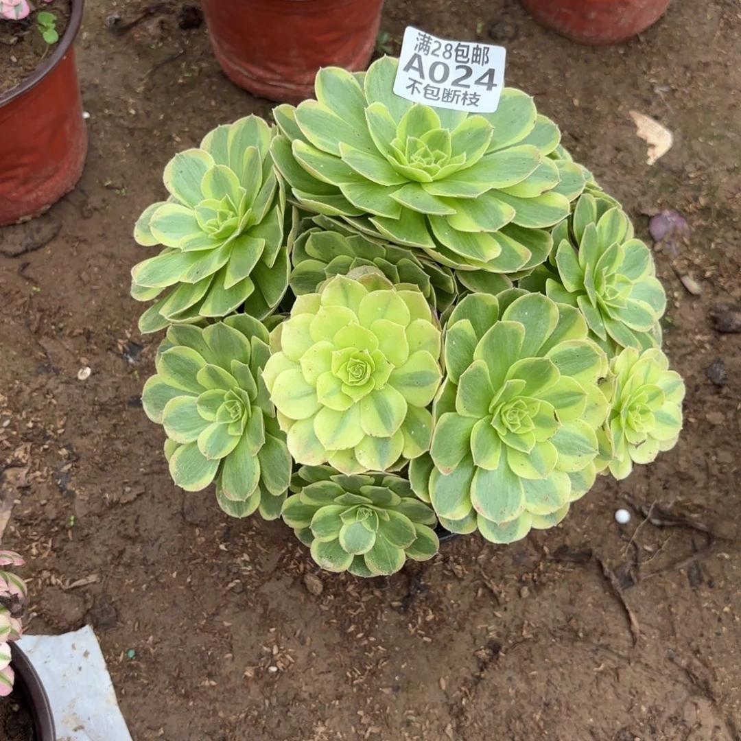 香***）N. 024奶白多肉1。babe