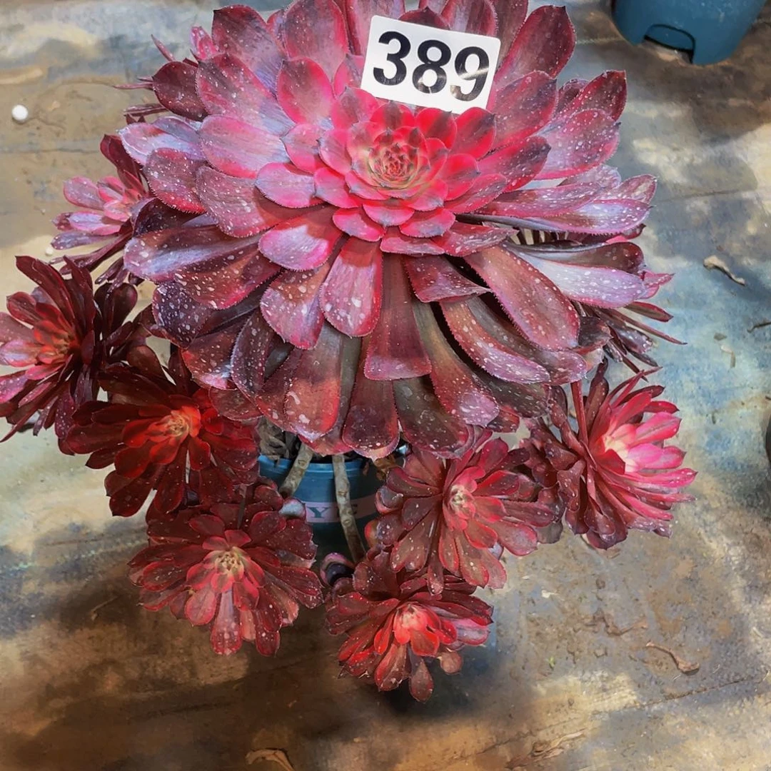 多肉法师389号十里红妆发货不包损