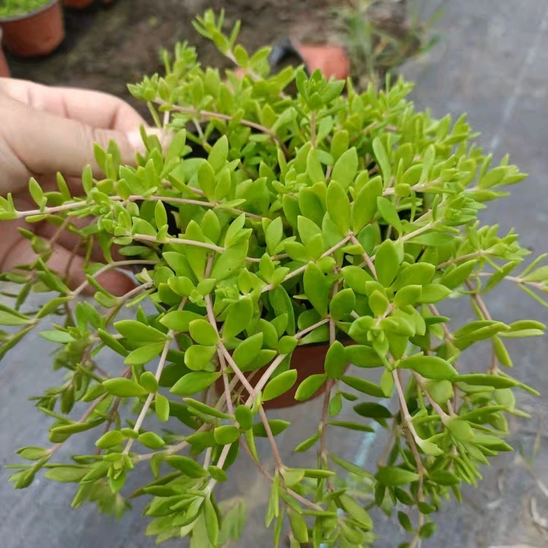 正宗垂盆草养肝护肝盆栽吊篮绿植四季常青室内净化空气懒人好养活