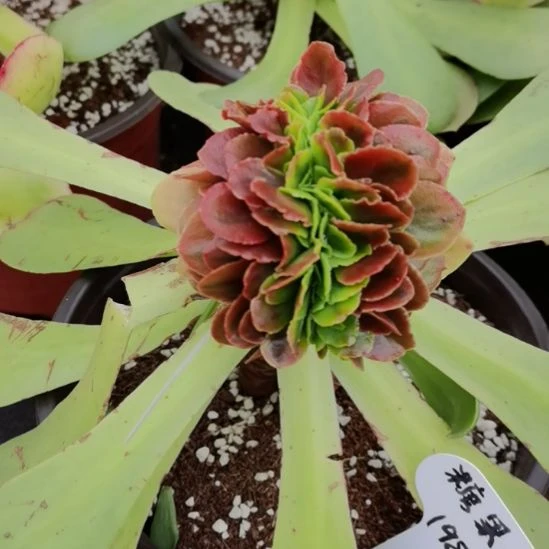 糖果锦缀化带砧木发货