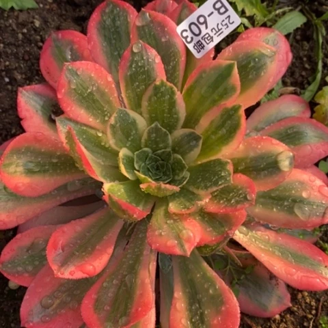 603女妖满25包邮多肉