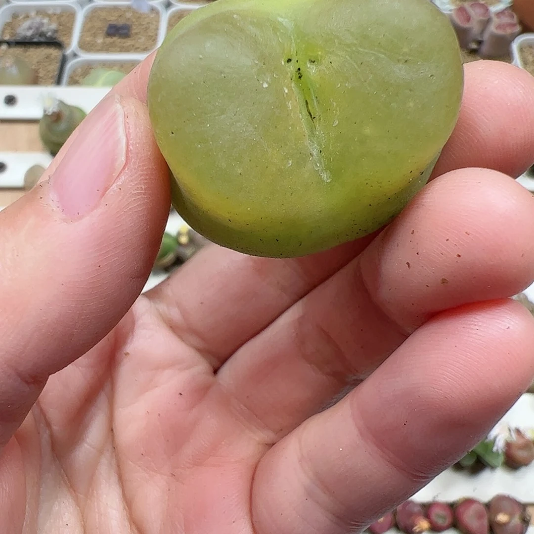 【闪购商品】311 开播福利