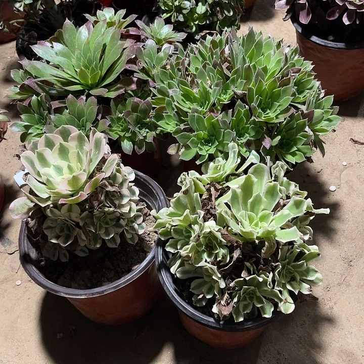 4棵玫瑰玫瑰玫瑰玫瑰
