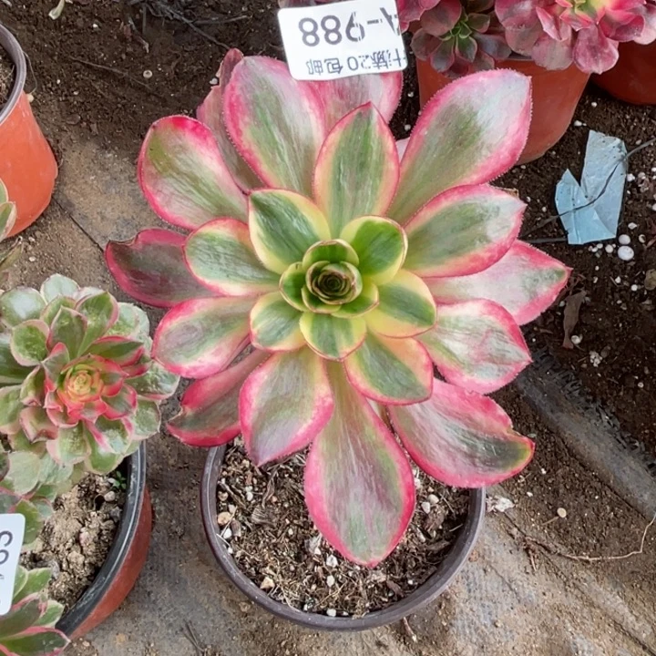 988烈焰多肉123446789